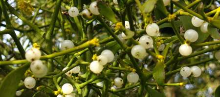 Mistletoe (origins)