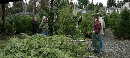 Christmas Tree Sales