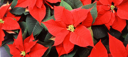 Poinsettia