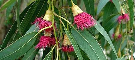 Flowers from San Remo