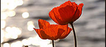 Remembrance day poppy flowers