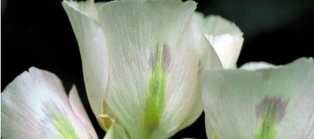 Consider the Lily; the Meaning of sending Lilies 