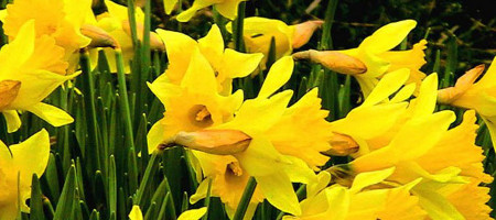 Fluttering and Dancing: The Meaning of Daffodils