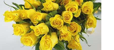 Meaning of the Yellow Rose