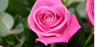 Meaning of the Pink Rose