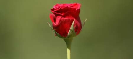 Red Rose Info
